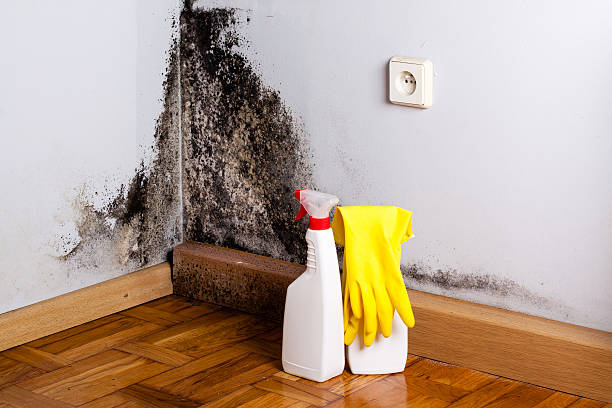 Best Mold Remediation Experts  in Gatlinburg, TN