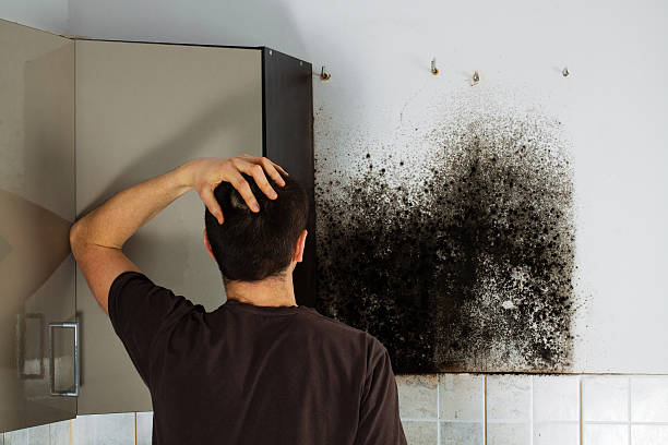 Best Certified Mold Removal  in Gatlinburg, TN